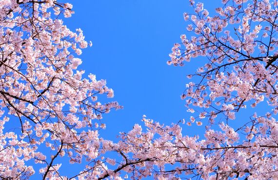 【常滑・名古屋・豊田市で不倫調査できる探偵】依頼の流れ｜心強い味方はLove&Free探偵事務所です